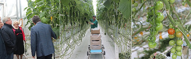 В теплицах комбината выращивается 17 овощных культур