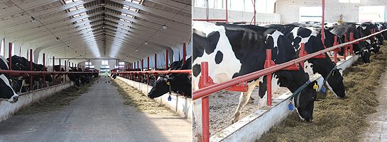 Загоны для крупного рогатого скота