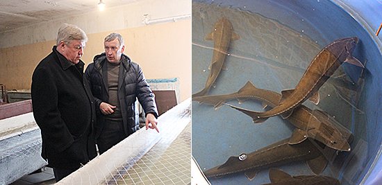 На заводе воспроизводят популяцию сибирского осетра