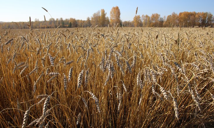 День_работника_сх