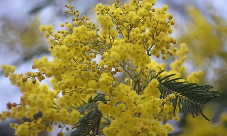 Поздравление полномочного представителя Президента Российской Федерации в Сибирском федеральном округе с Международным женским днем