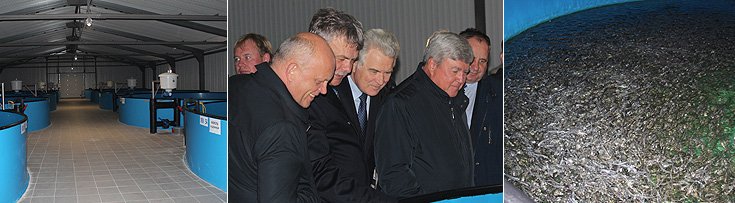 Завод товарного рыбоводства и аквакультуры ООО «Бородино» начал свою работу около полугода назад и сейчас готовится к первым поставкам рыбы – осетра, двух видов форели, лосося, пеляди и муксуна