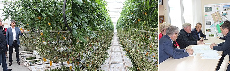 Во время знакомства с работой ООО «Тепличный комбинат Новосибирский»